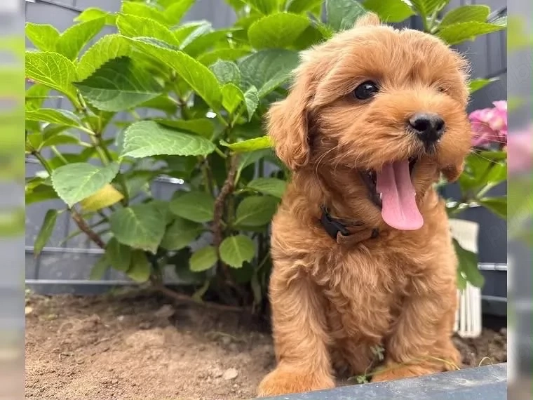 puiuti de maltipoo pudel toy bichon 