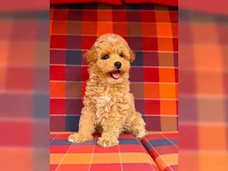 Maltipoo - pudel toy