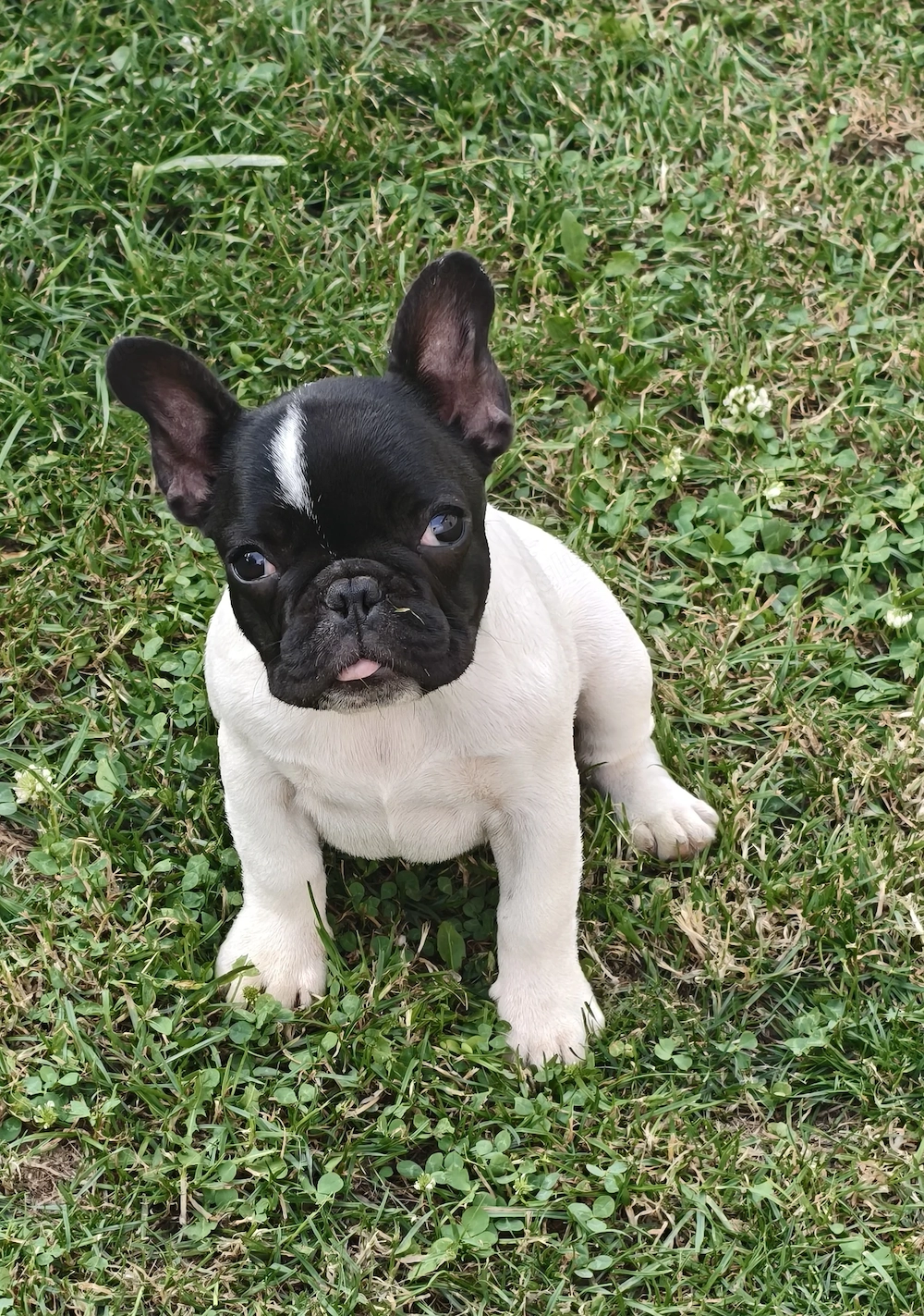 Pui bulldog francez 