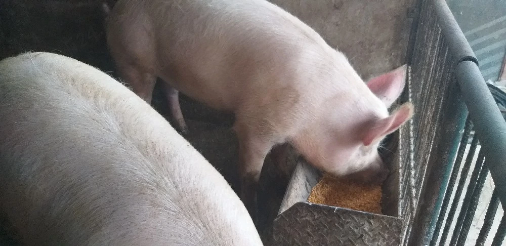 porci de vanzare
