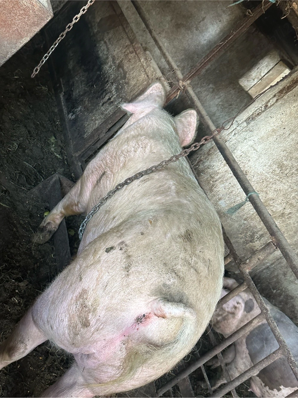 porc landrace