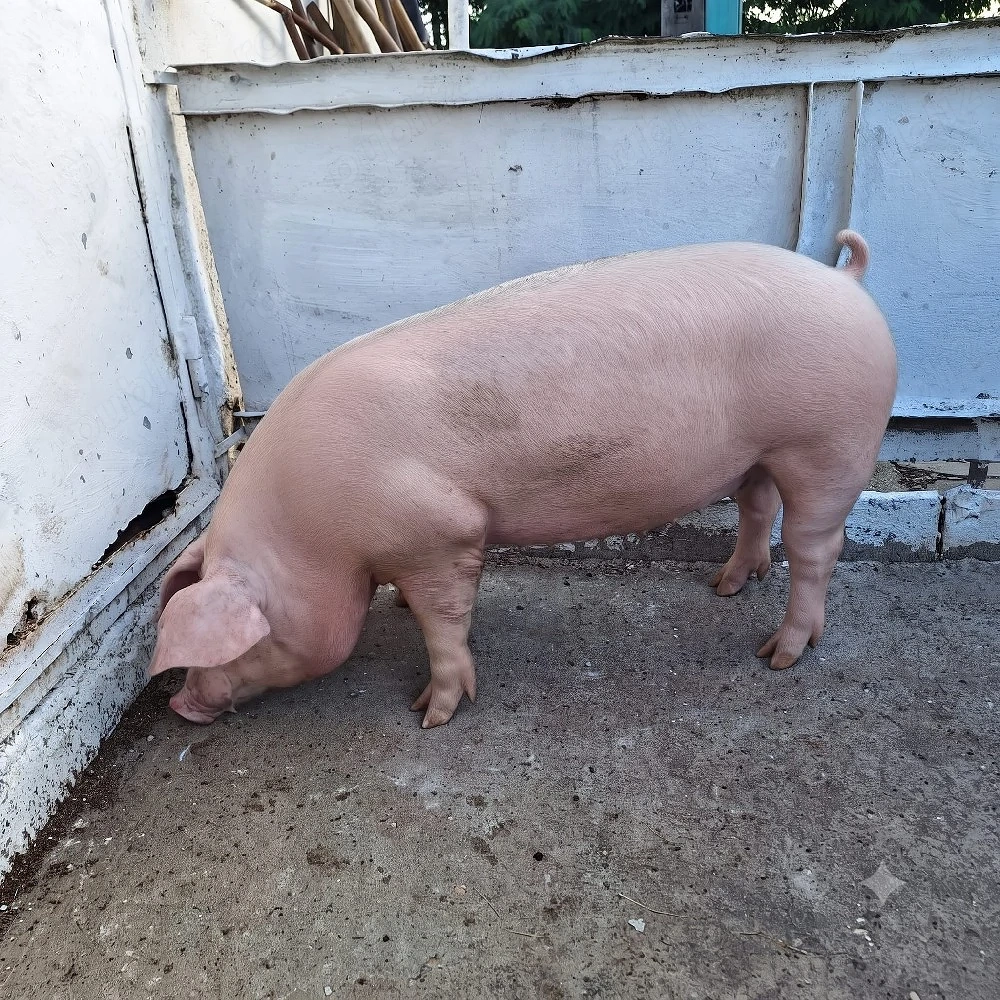 Porci între 140 și 170 kg
