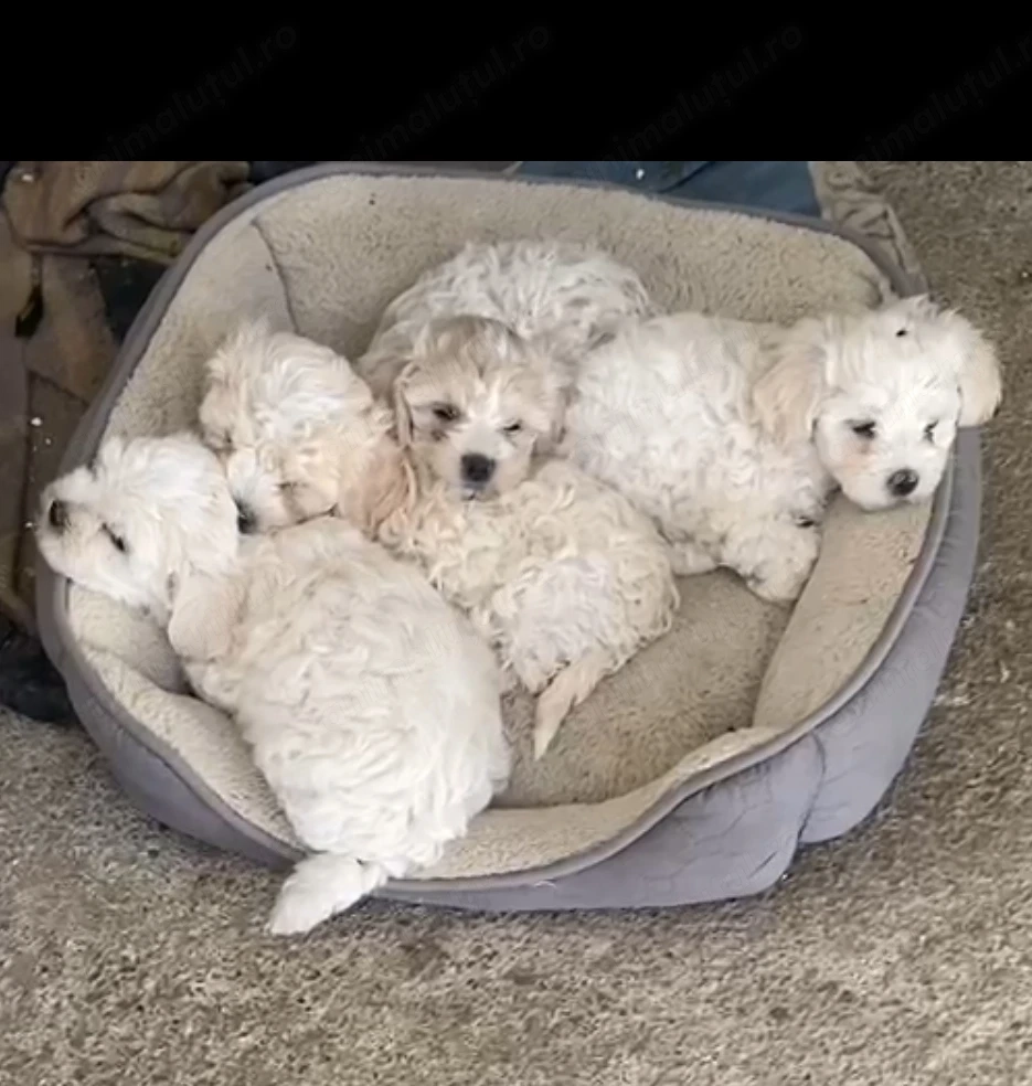 Vând căței bichon-pudel