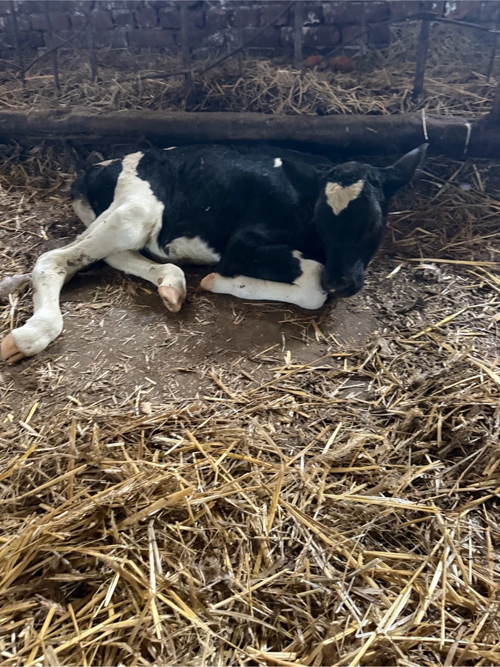 Vitelusa si tauras holstein