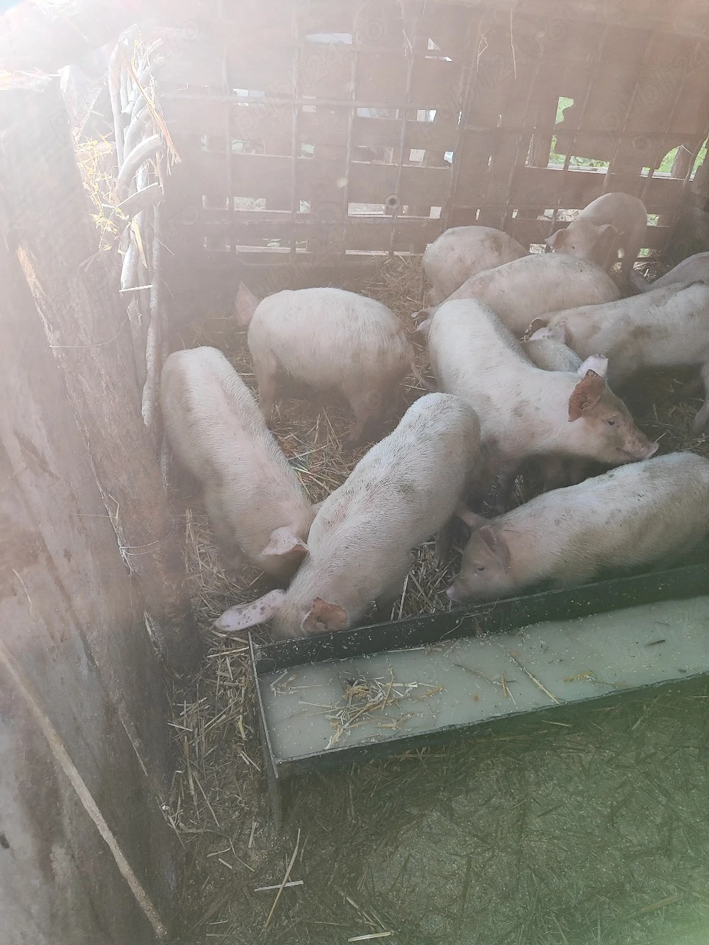 purcei 7 săptămâni 400 lei bukata negociabil 