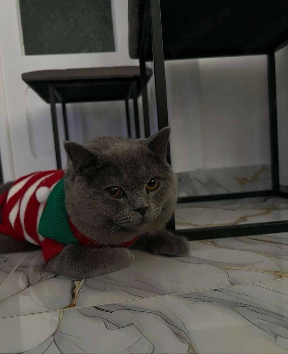 British Shorthair -tată și fiică