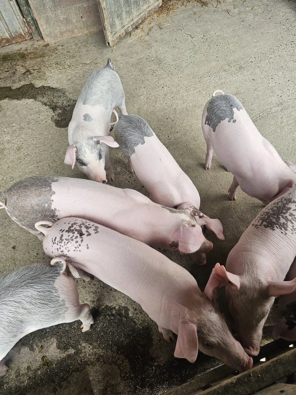 Vand porci bine întreținuti