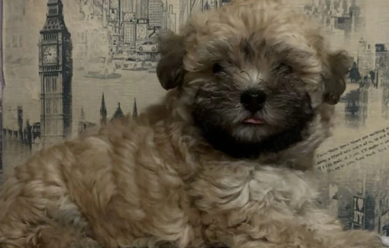 Bichon în vârstă de 2 luni băieței 