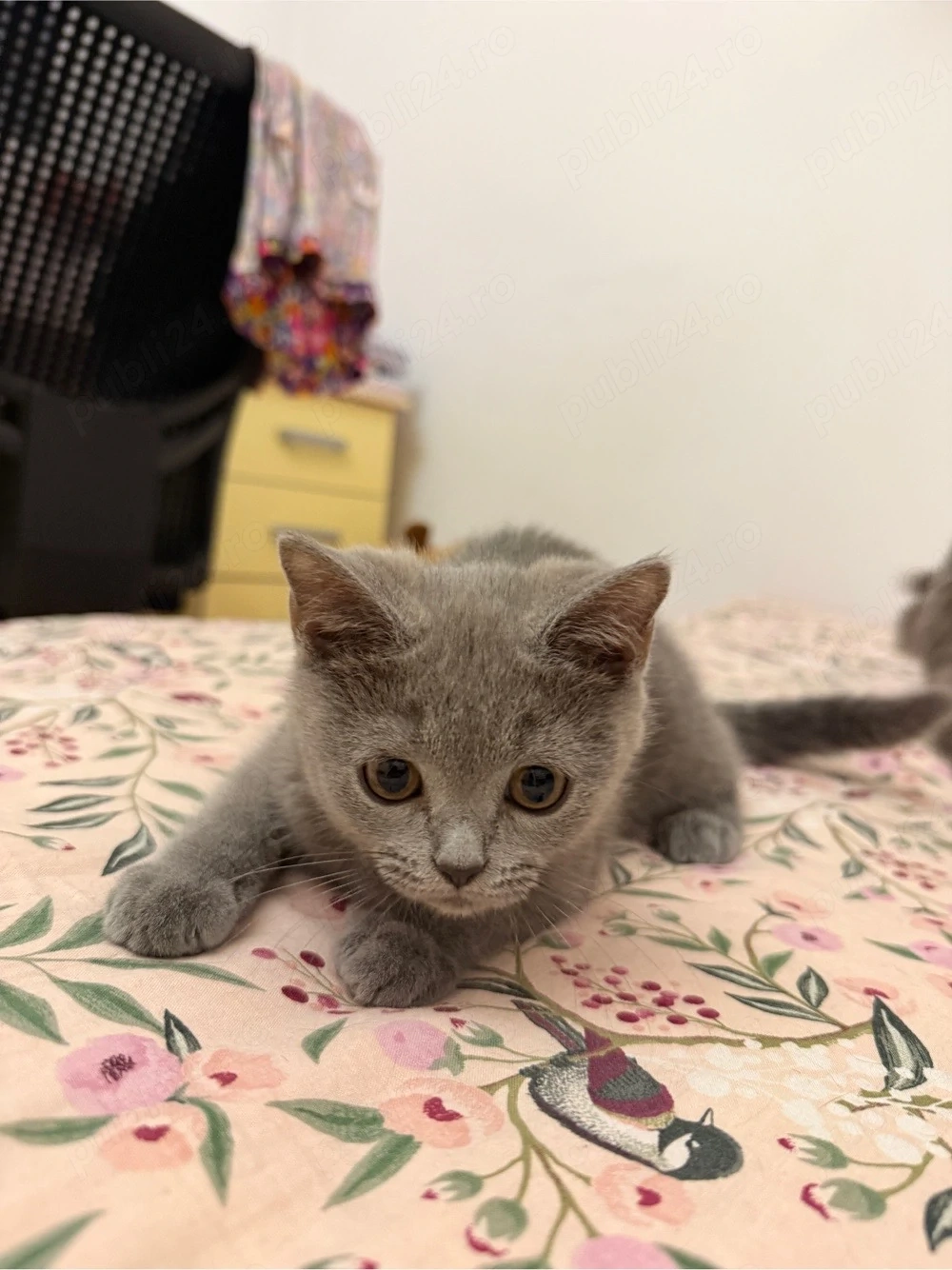 Pisicuta British Shorthair