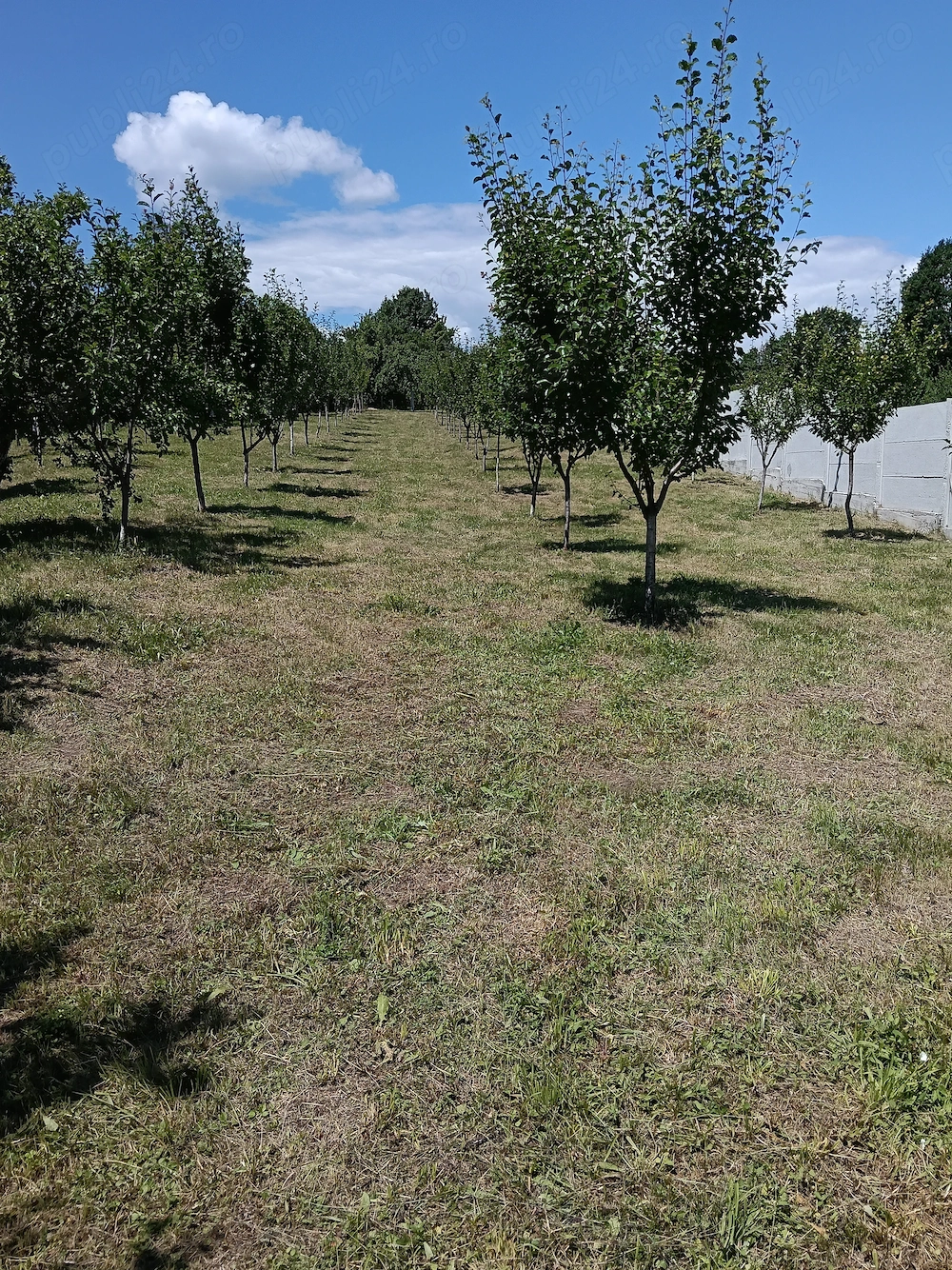 Vand Teren, sat Burluș