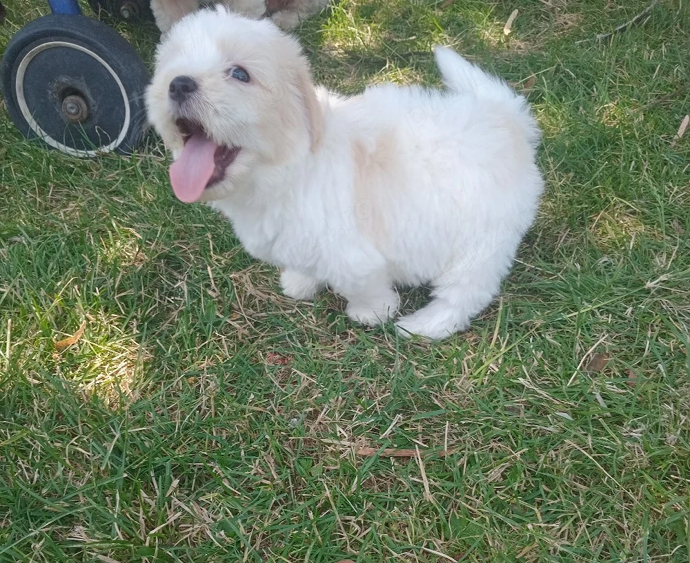 Mascul bichon maltez 