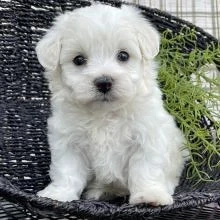 pui bichon maltese mini toy 