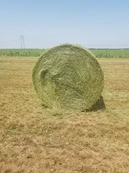 Vând baloti de lucernă prima coasă 