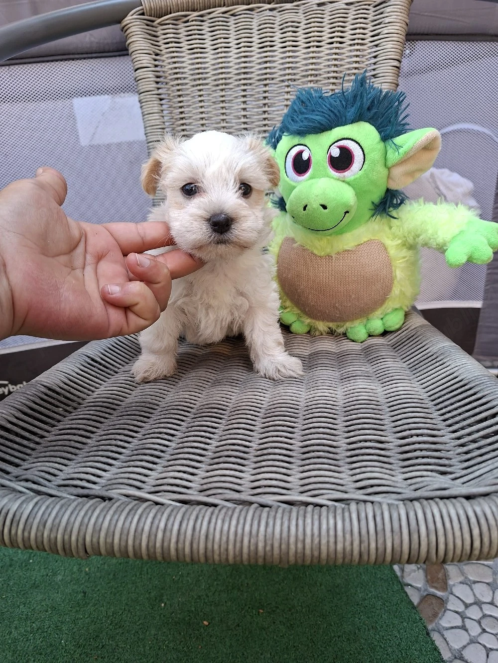 Bichon Maltez mini toy
