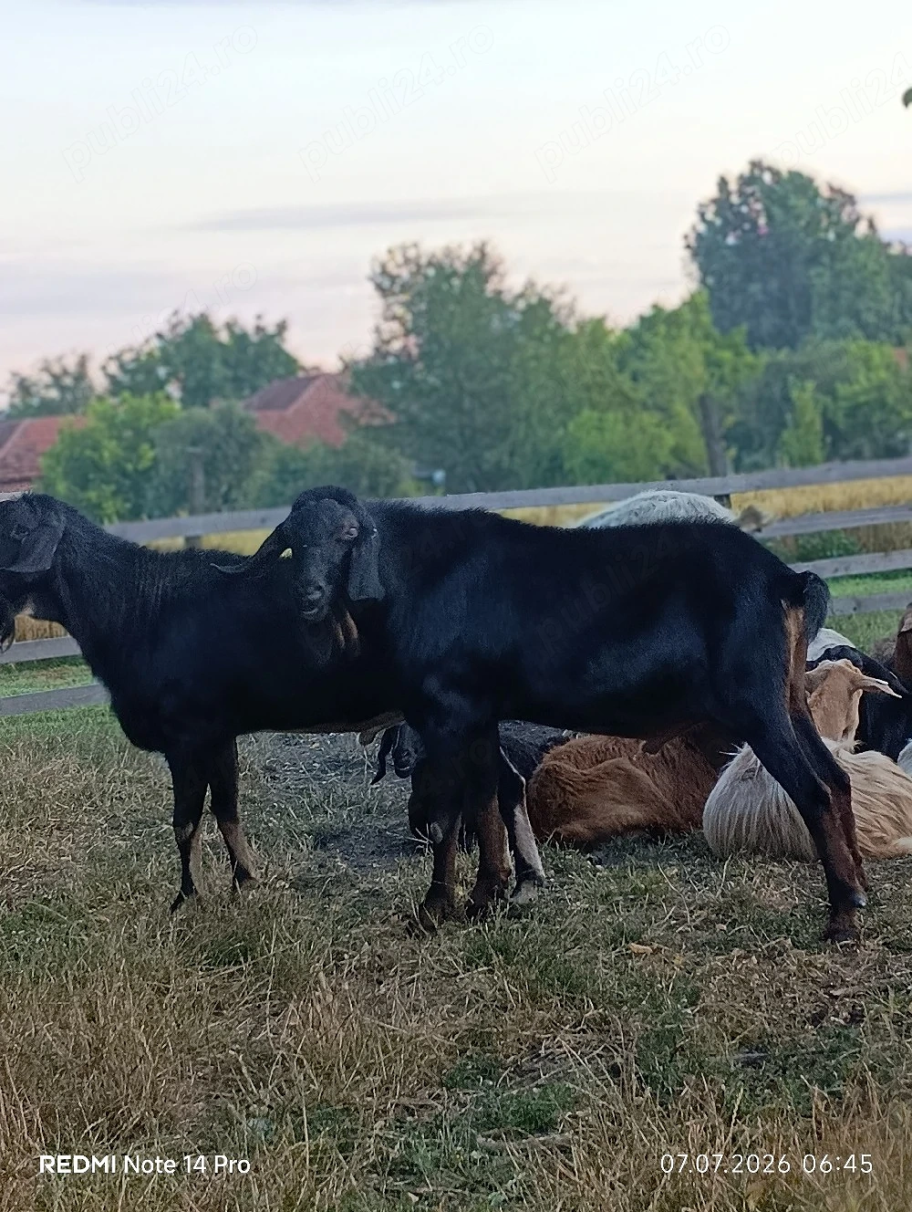 Anglonubieni disponibili!