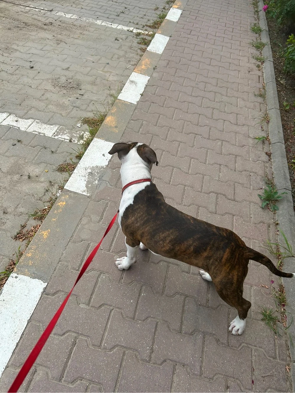 Vand amstaff 