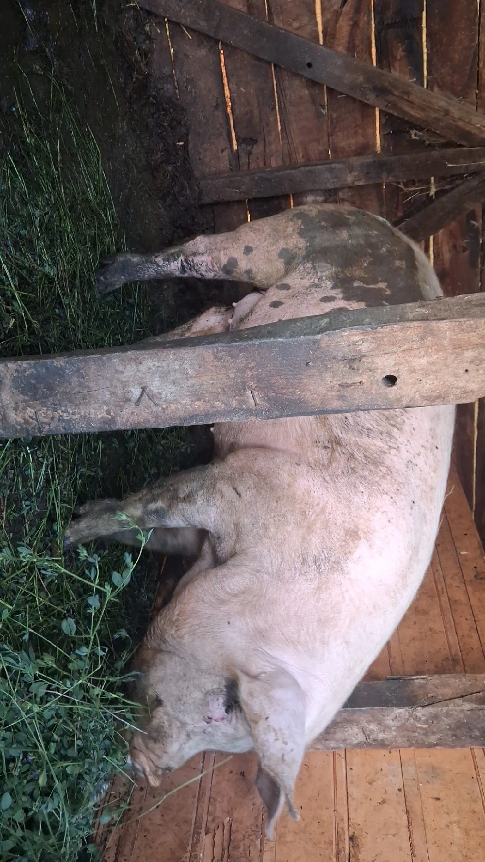 vând porci