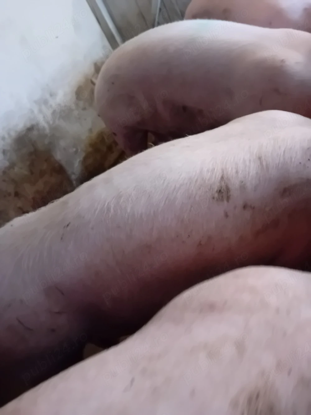 porci pik 100- 350 kg