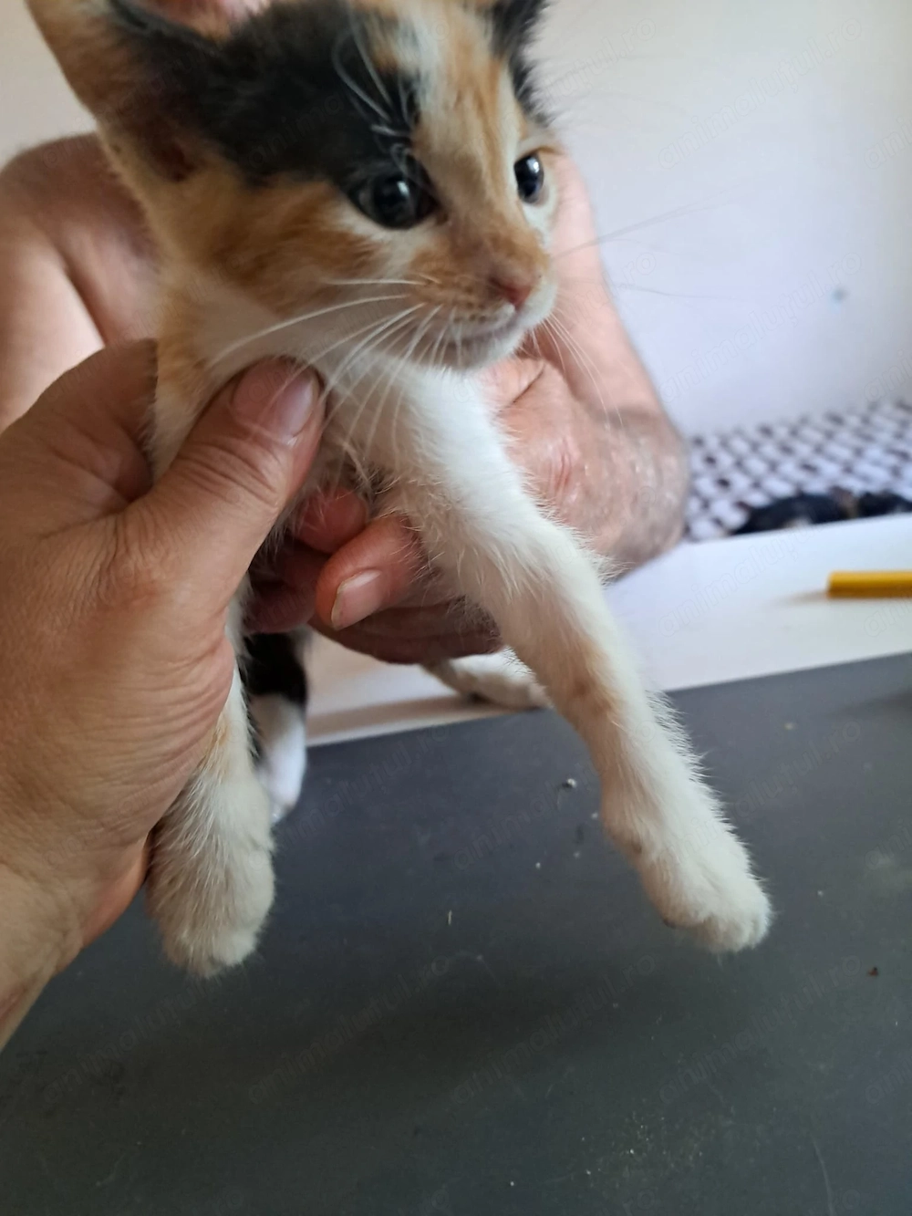 Adopție pui pisica metis norvegiană 