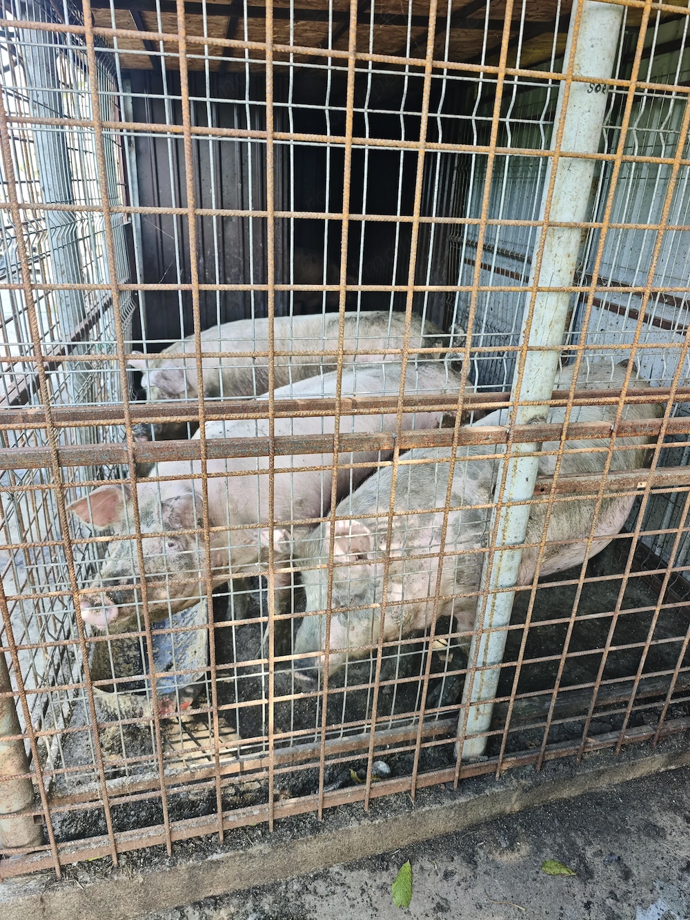De vânzare,  2; bucăți 