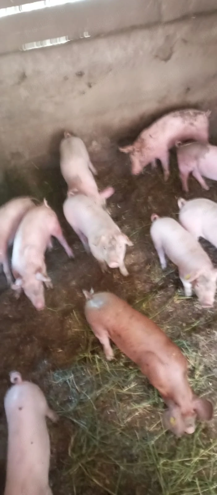 Purcei de 9 saptamani