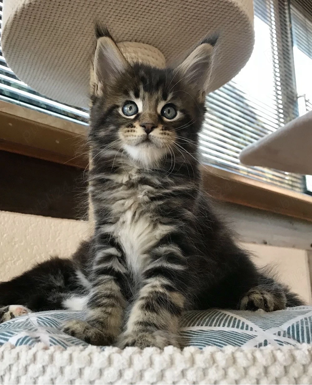 Maine Coon disponibil 