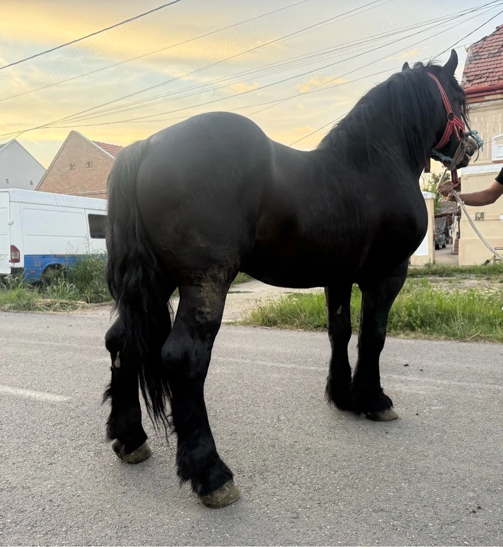 armasar de 5 anii negru