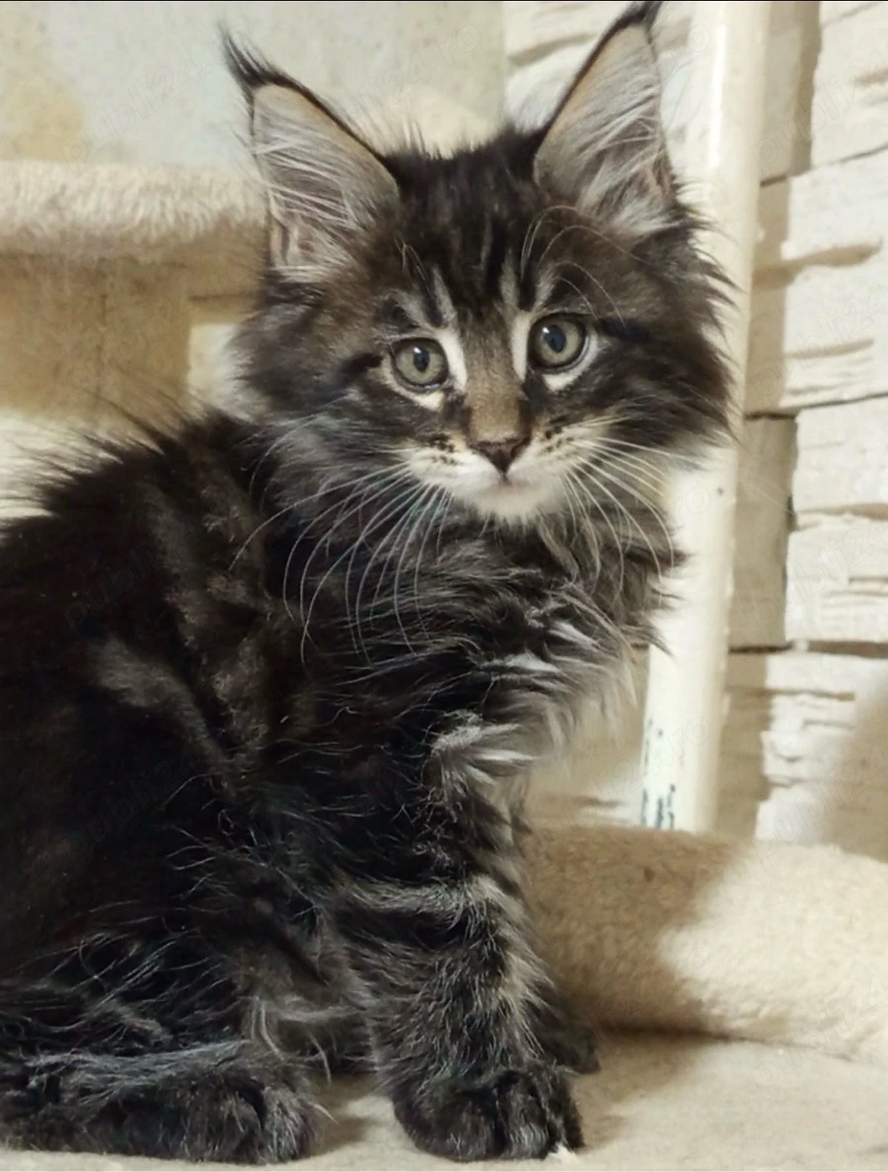 Maine Coon puiut disponibil 