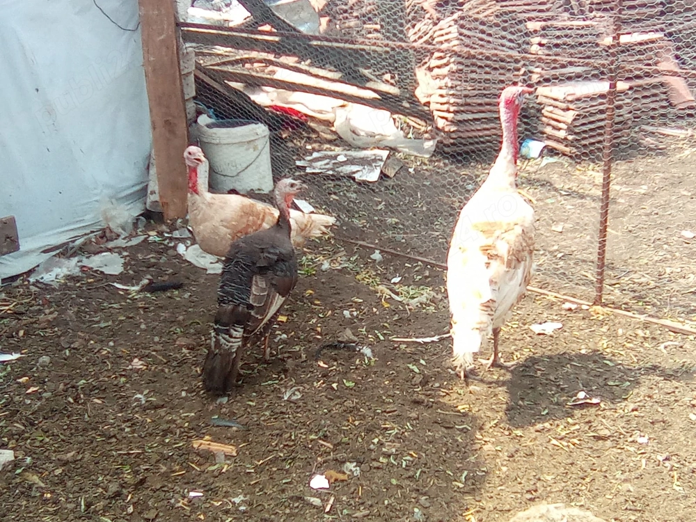 vand gaini, cocosi, curci, curcan