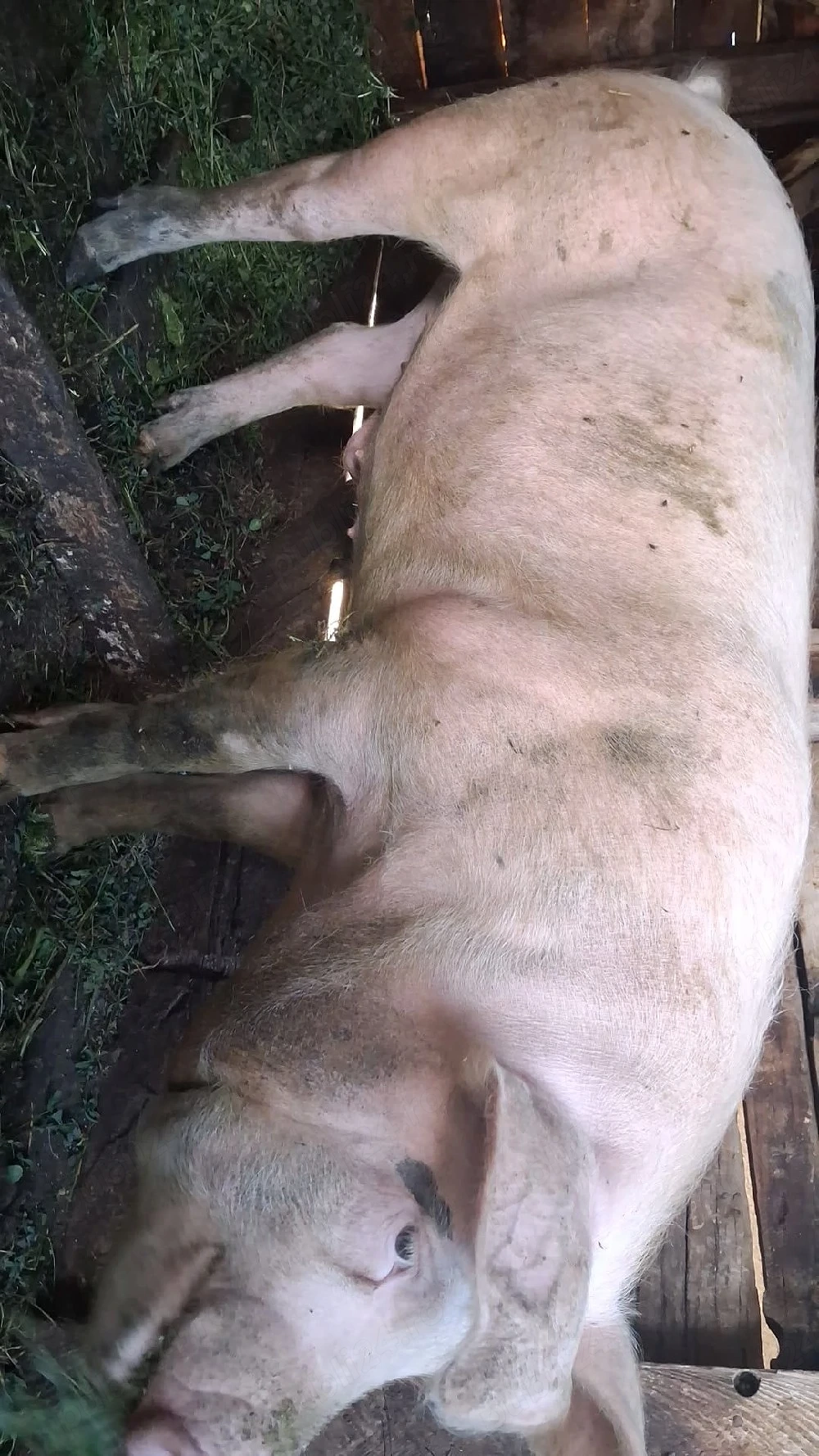 vând porci