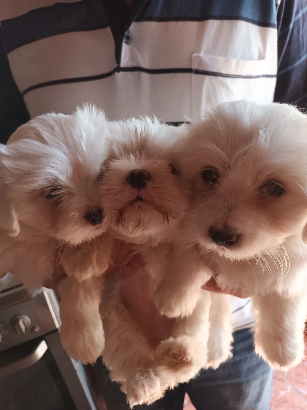Vand cateluse bichon maltez
