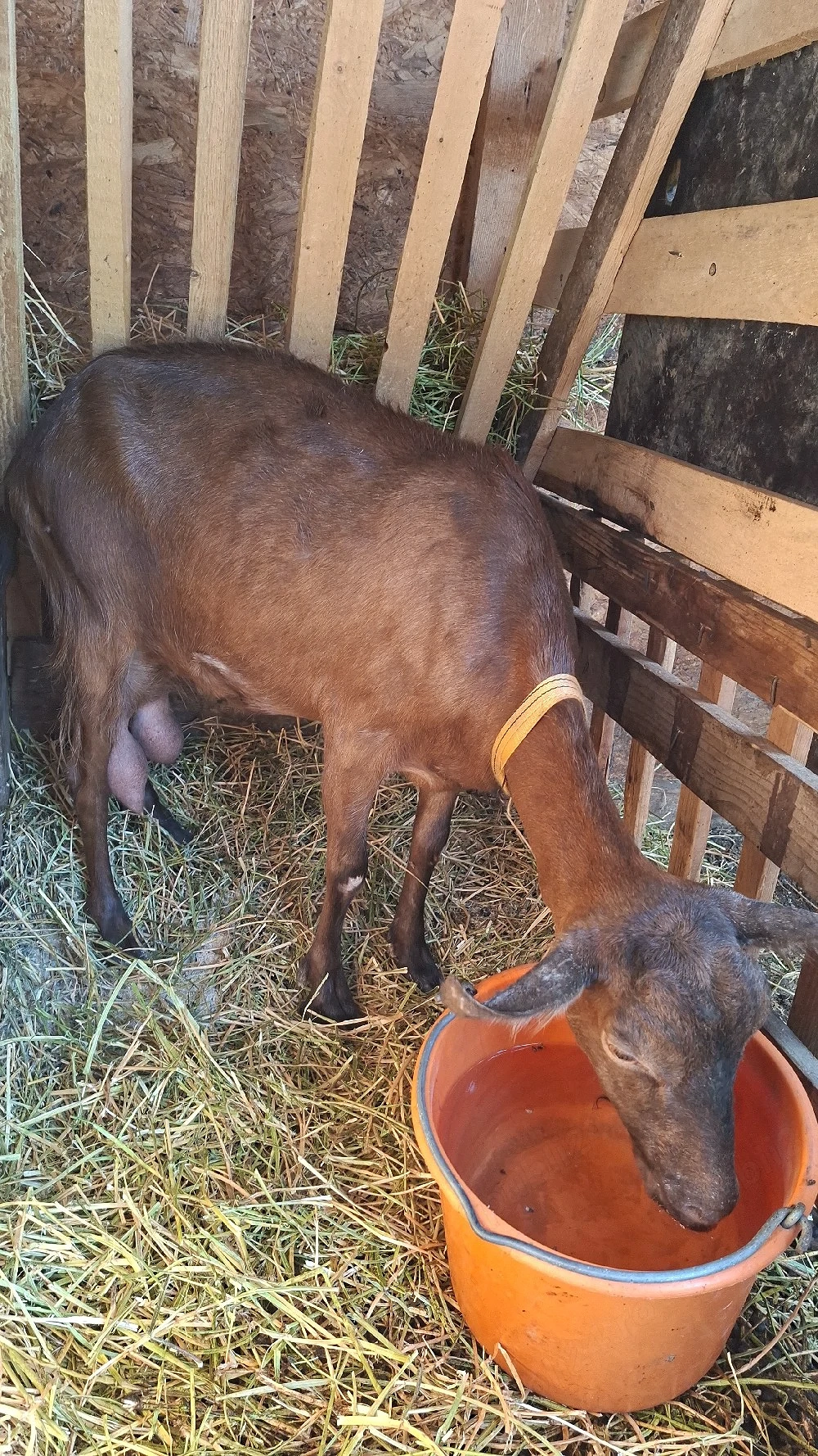 capra de lapte, buna de lapte- Icoana Giurgiu 