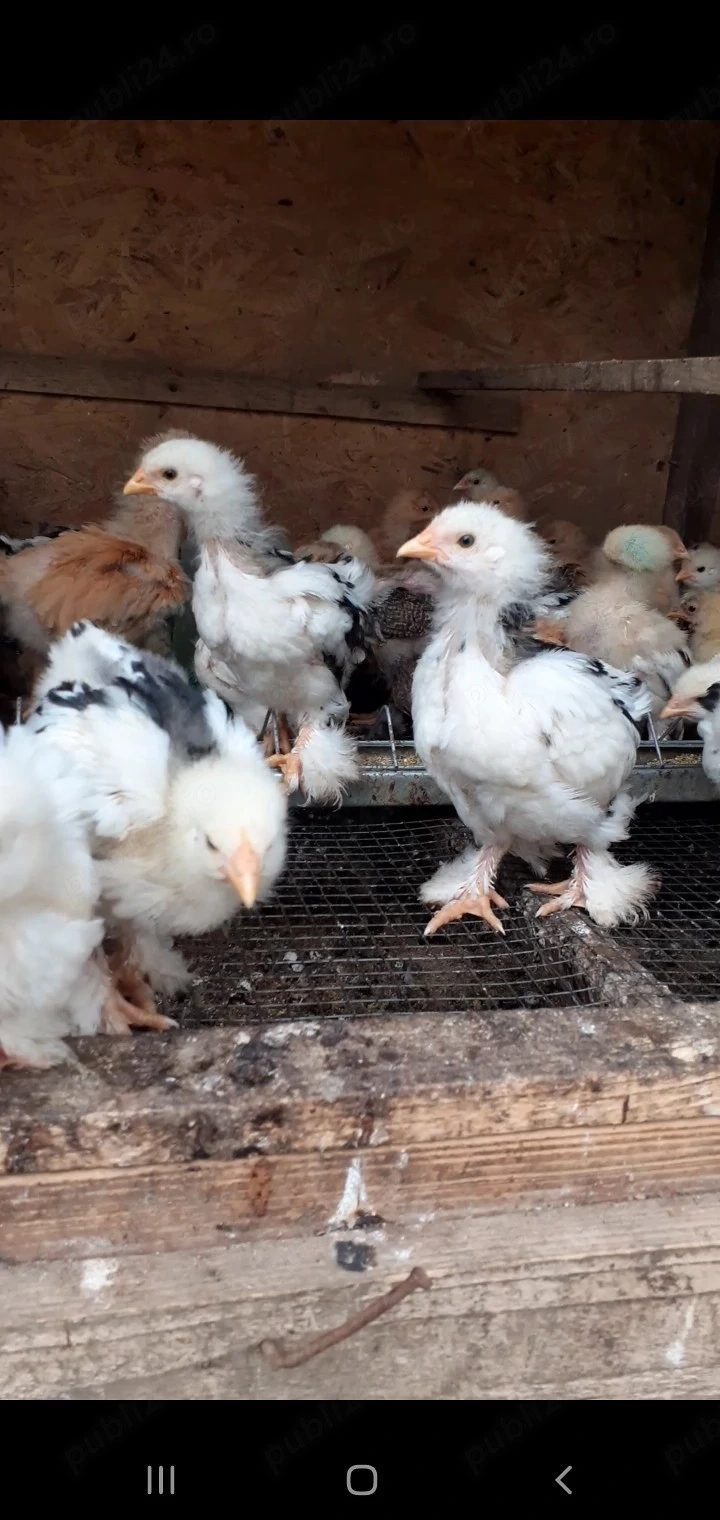 puisori brahma și cochinchina 