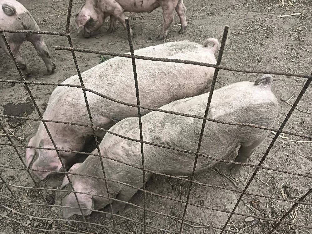 Vând porci 2,5luni