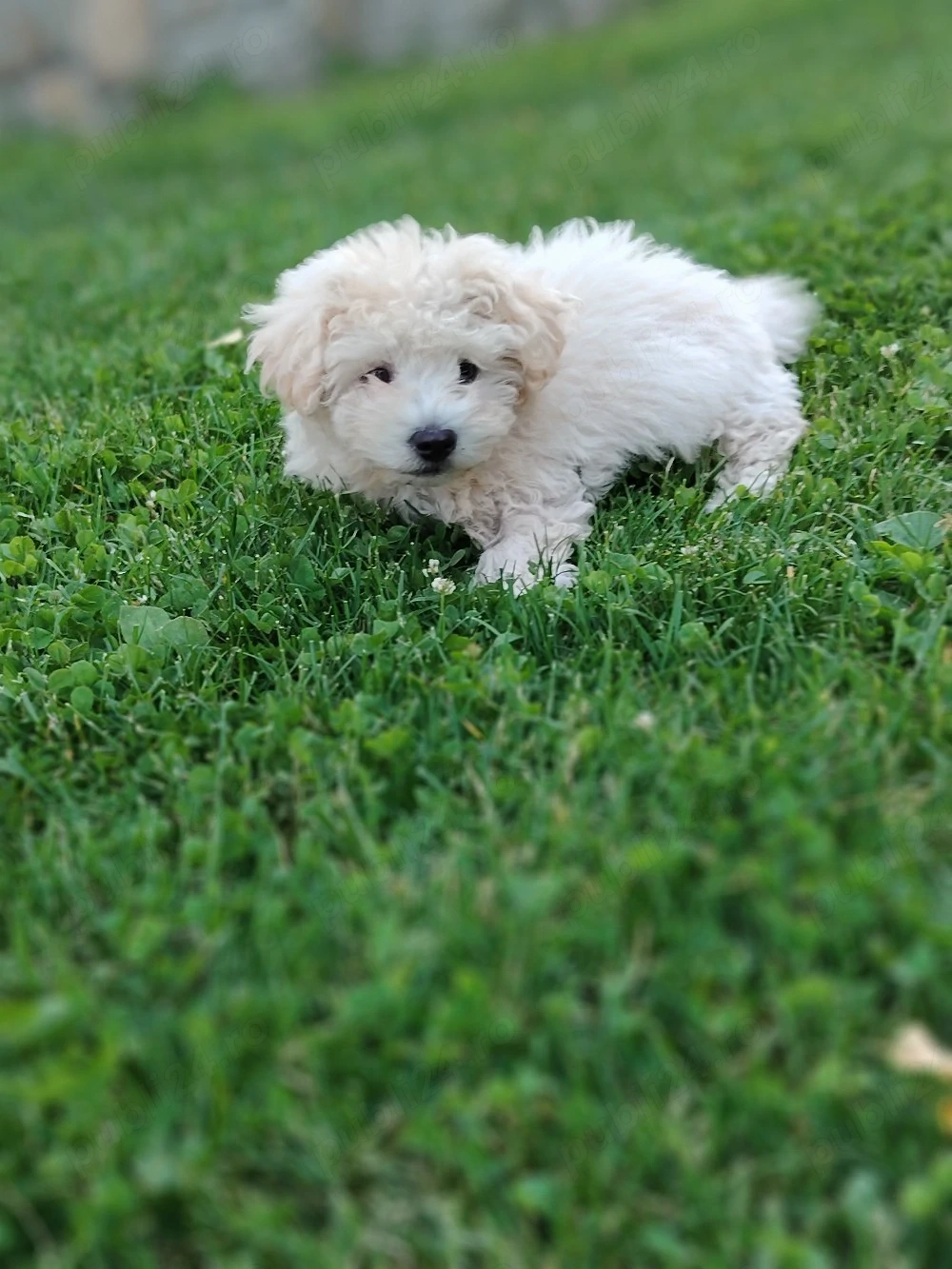 Cățel gen Bichon 4 luni