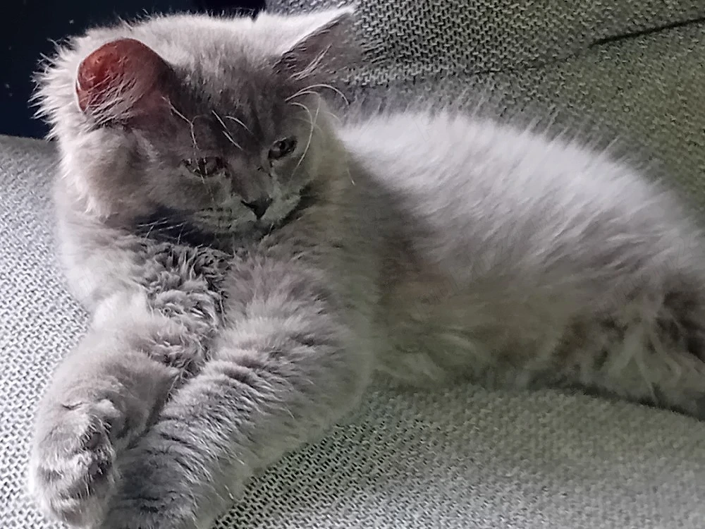 British Shorthair blue 