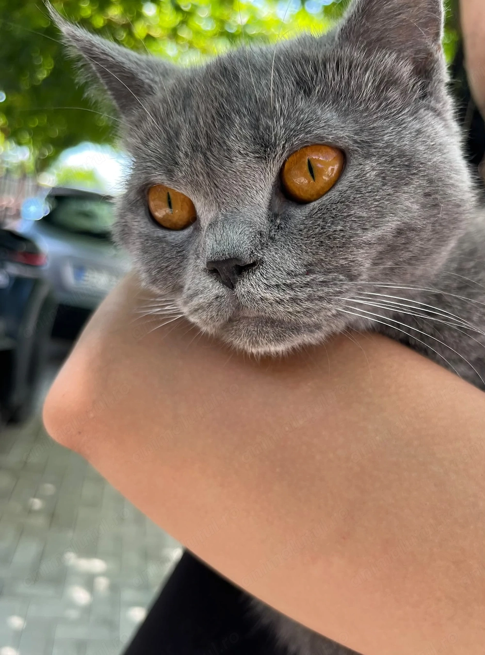 British shorthair femelă 
