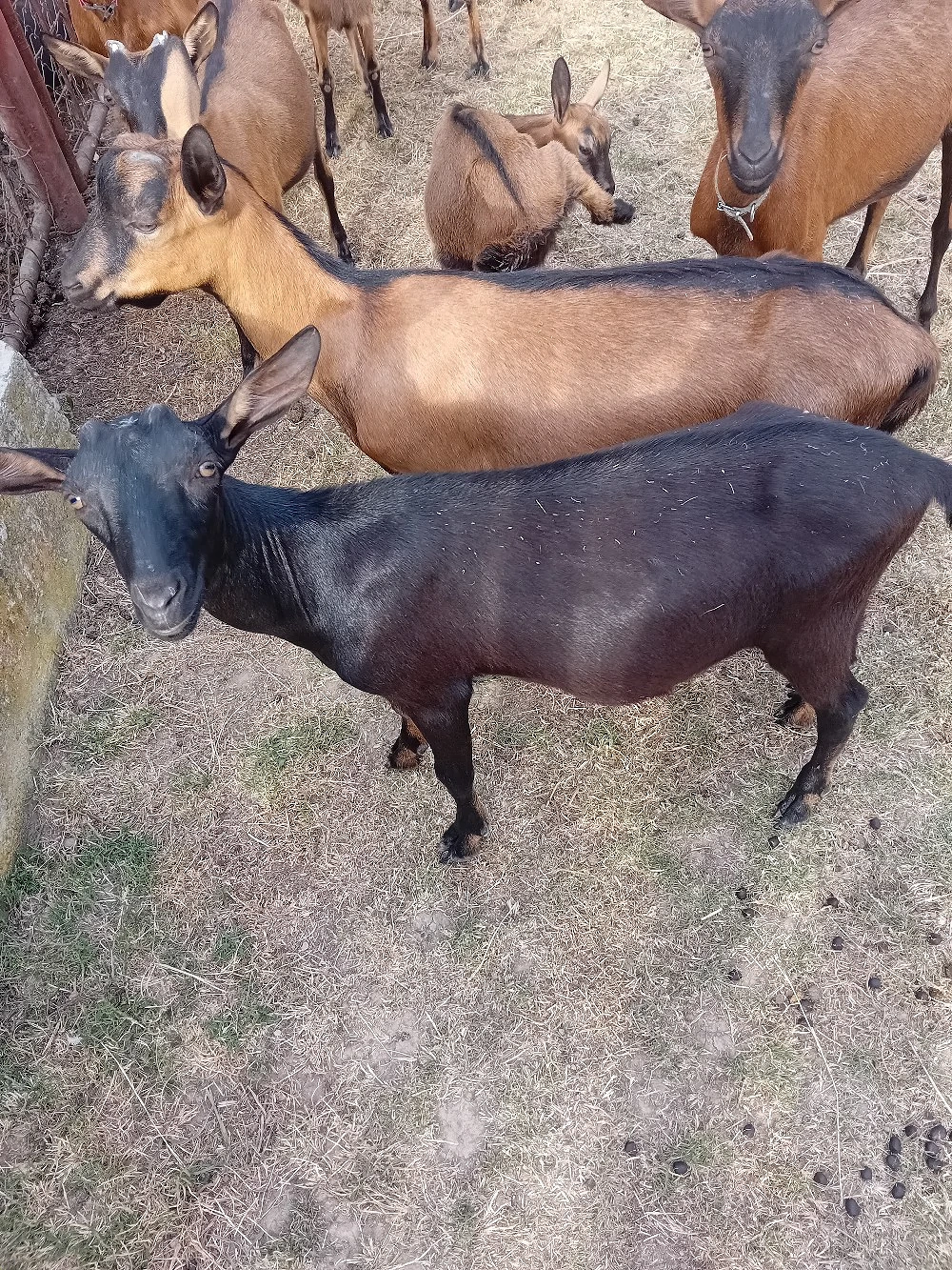 vand sau schimb tapisori de rasa. fără coarne genetic 