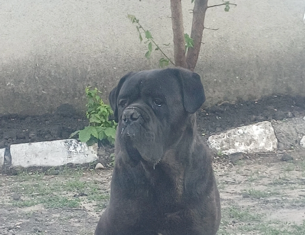 Se doneaza cane corso