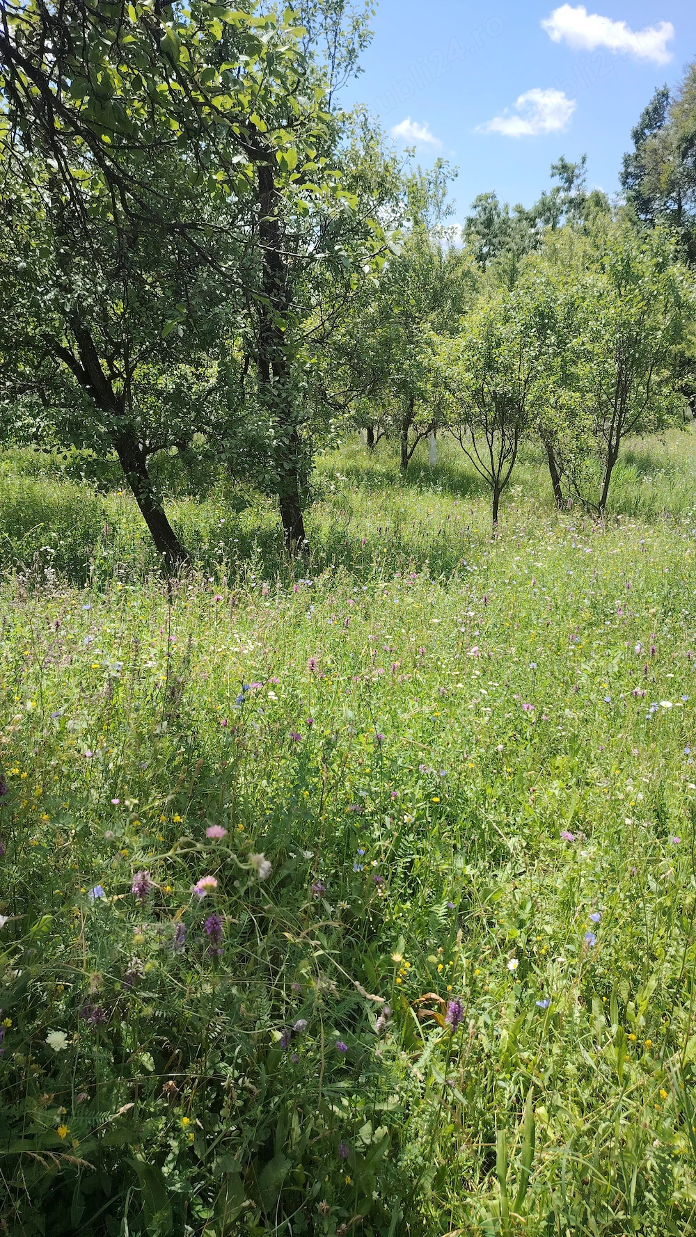 Vând teren intravilan, Comuna Sotrile,sat Plaiul Cornului 