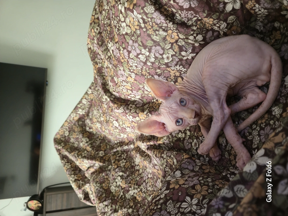 Pisoi Sphynx Canadian