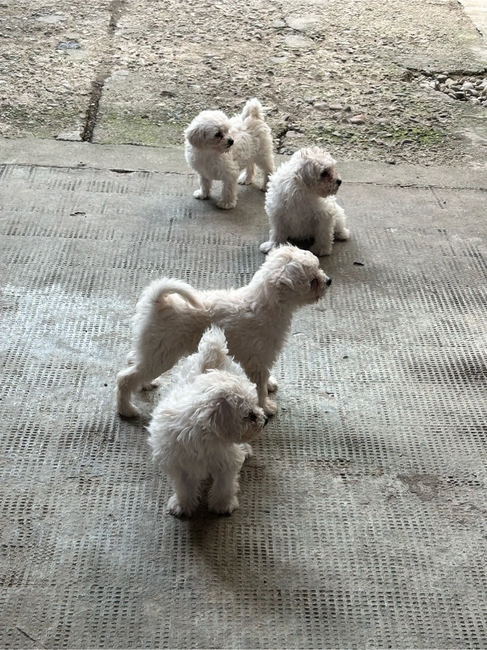 Pui Bichon Maltez de vânzare - 4 cățeluși 