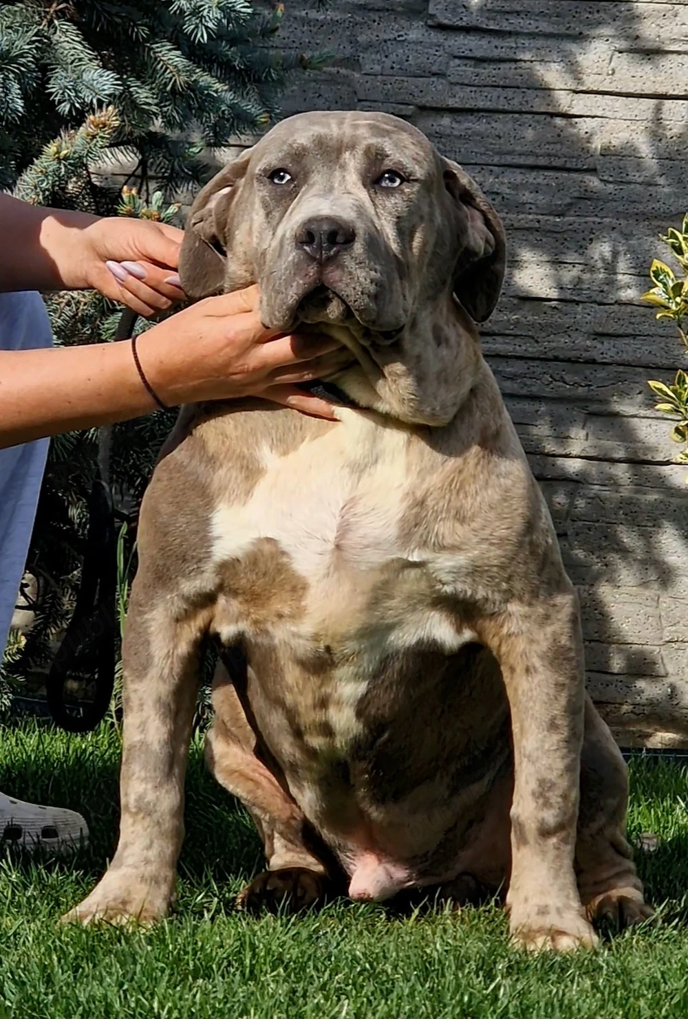 Vand mascul American bully xl