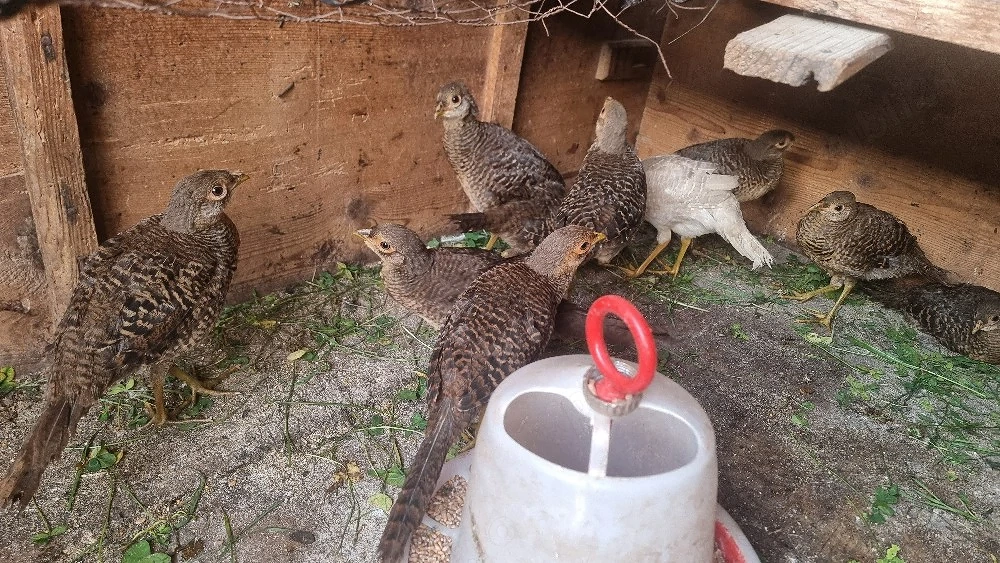 vând pui de fazan auriu pe roșu si galben 