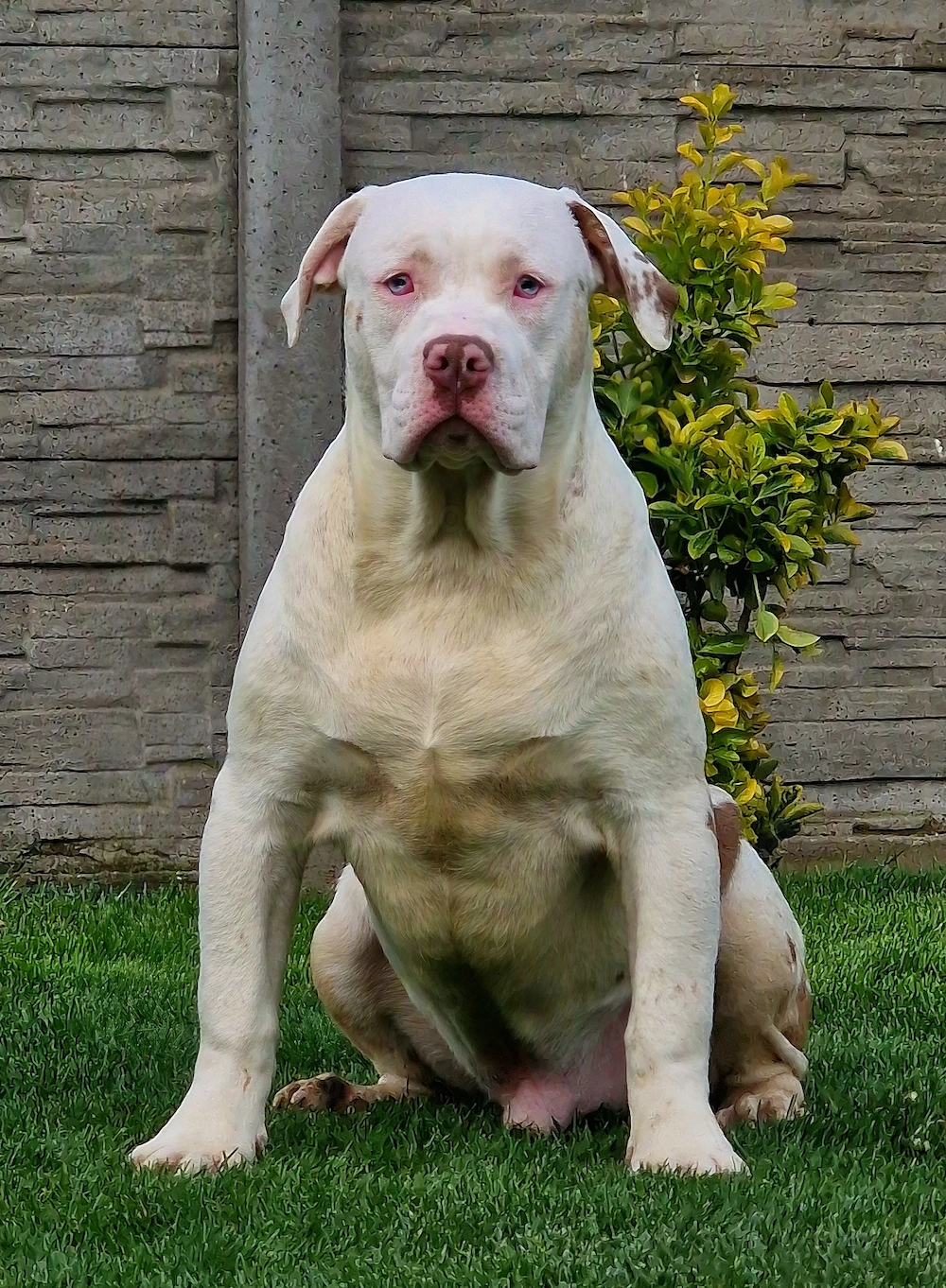 Vand American Bully xl