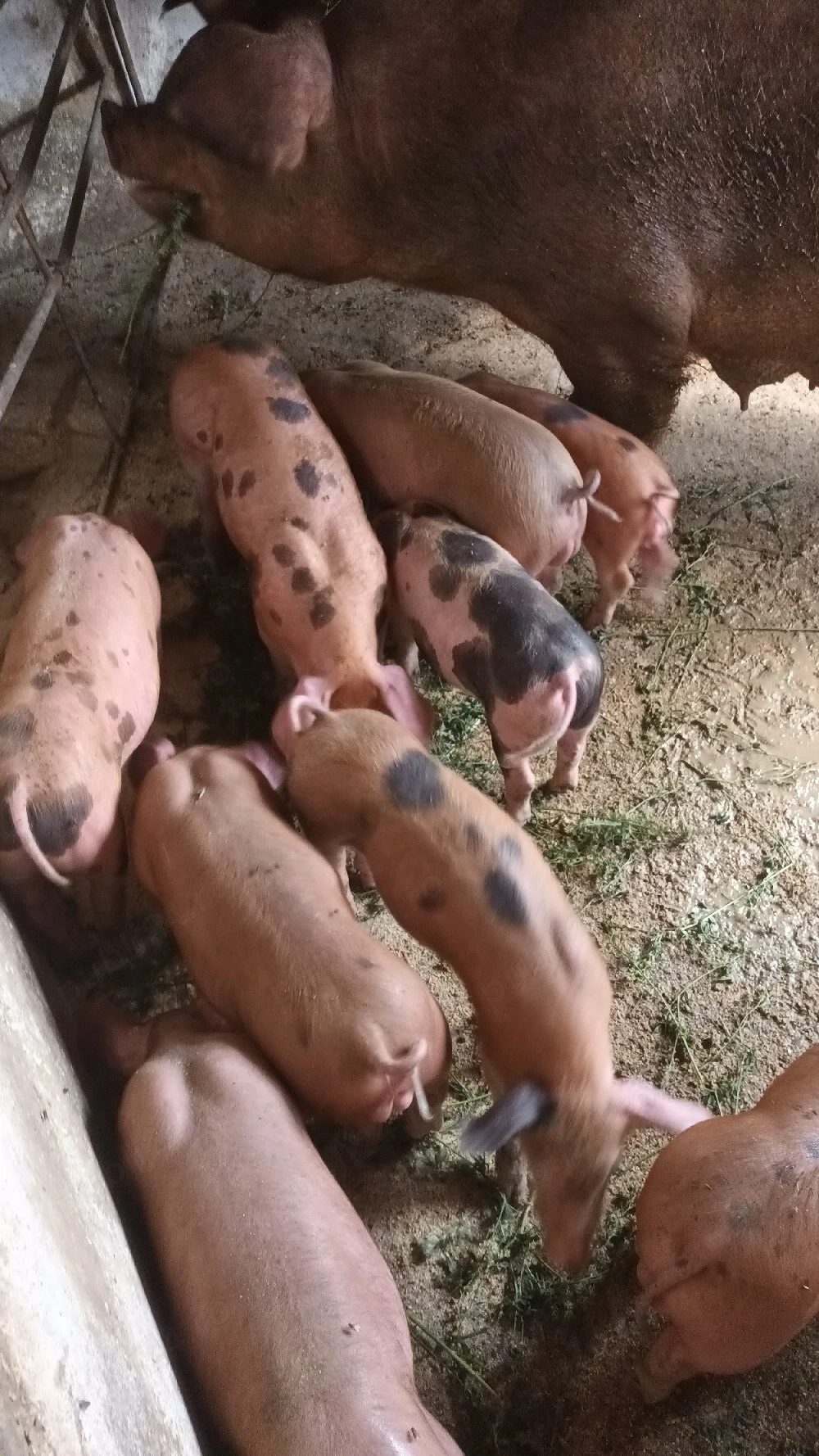 Vând purcei de 9 săptămâni