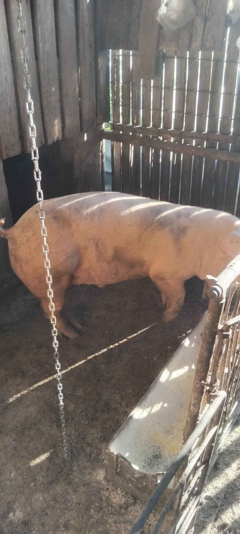 vând porci de carne 