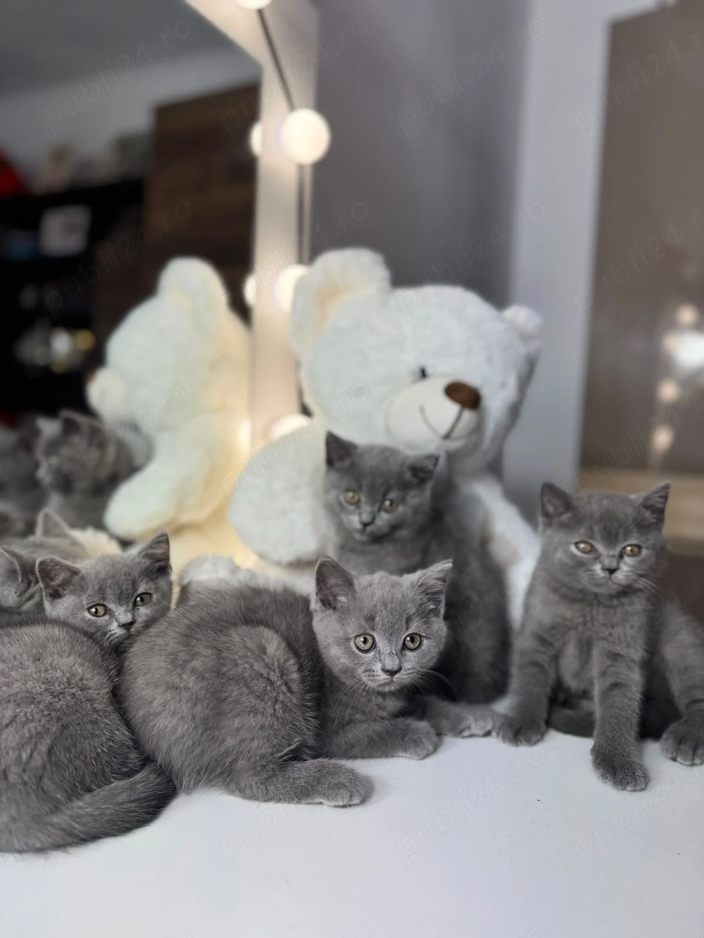 Pui pisica british shorthair