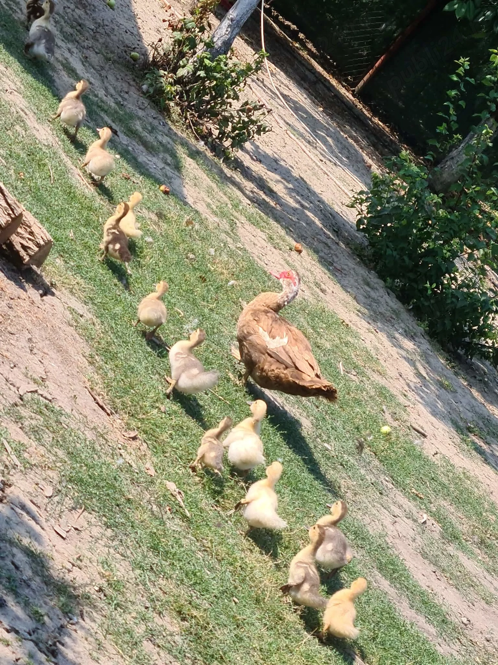 Vând boboci rata mută.
