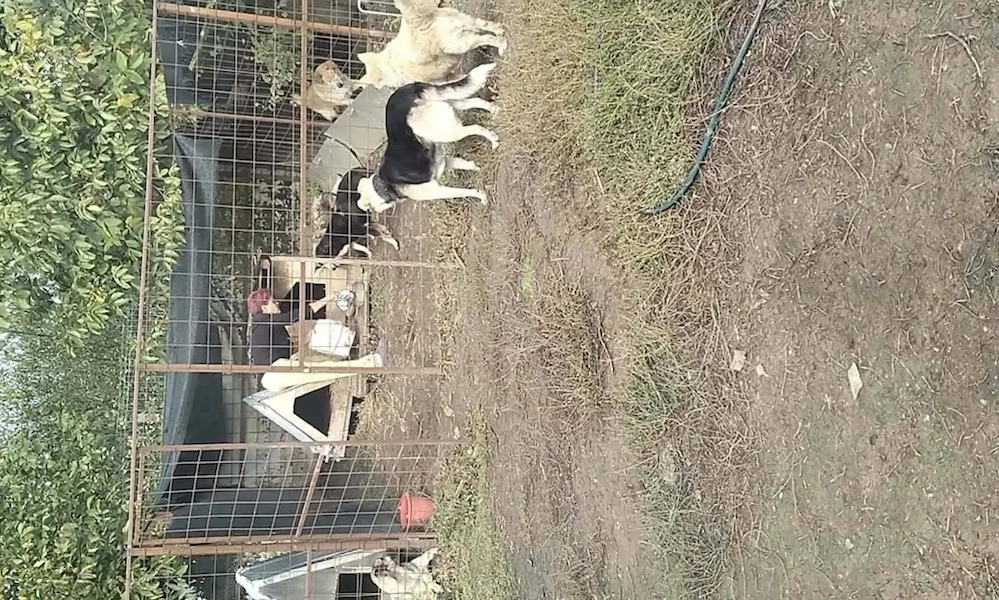 Colaborare ajutor animale de companie 